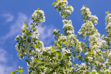 Apple tree flowers on sunny spring day.