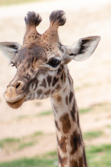 Obraz na płótnie Canvas Giraffe headshot