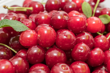 Fresh picked harvested sour cherries in a white bowl on a kitchen table.