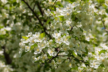 Apple tree flowers on sunny spring day.