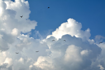 birds fly in the sky on a background of clouds
