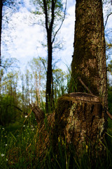 trees in the forest