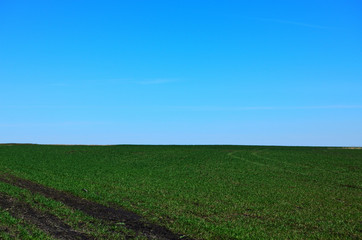 green spring field traces the road under the blue sky