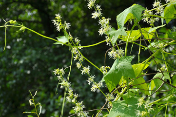 In the wild echinocystis lobata grows