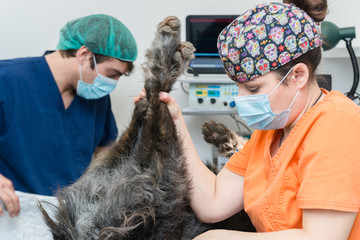 Veterinarian holding the paws of an anaesthetised dog in a veterinary clinic