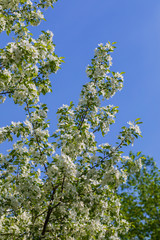 Fototapeta na wymiar Apple tree flowers on sunny spring day.
