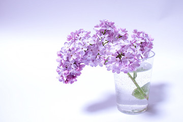 Bouquet of lilacs in a small vase. Spring flowers.