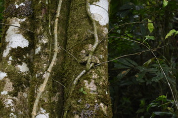 Obraz premium naturaleza serpiente