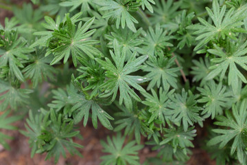 Geranium sanguineum (Vision Violet), 2020