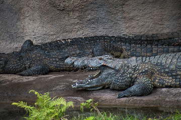 crocodile by the water