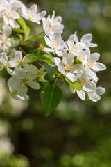 Apple tree flowers on sunny spring day.