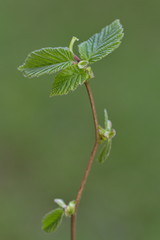Larrabetzu, Bizkaia/Basque Country; Apr. 12, 2016. Hazelnut (Corylus avellana) buds recently opened in spring.
