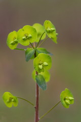 Larrabetzu, Bizkaia/Basque Country; Apr. 12, 2016. Euphorbia is a genus of plants in the family Euphorbiaceae, very extensive, variable and distributed worldwide.