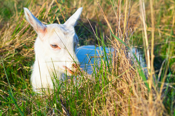 Close-up, portrait of an animal, little goat, outdoors. Resting in a green meadow. Artiodactyl livestock