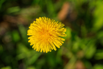 Yellow dandelions. Bright dandelion flowers