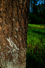 Obraz premium beautiful nature