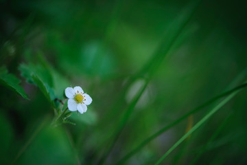 
small white strawberry flower close-up