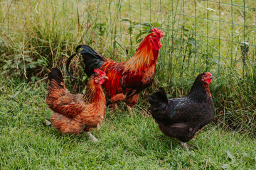 free-range chicken casually walking