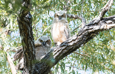Great horned owl young pair 3