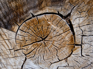 An old slice of a large trunk. Natural old background.
