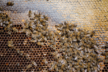 Bees on the honeycomb collect honey