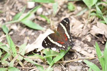 mariposa