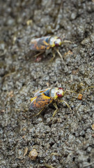 Notonecta glauca trudging through the mud, close-up