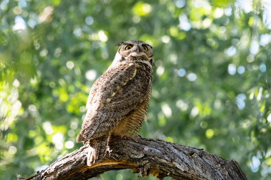 Female Great Horned Owl look