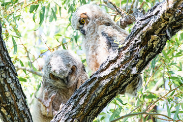Great Horned Owl Young Pair 2