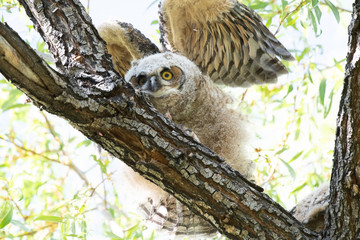 Goofy Great Horned Owl Young