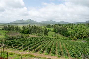 Vineyards of Nashik in India