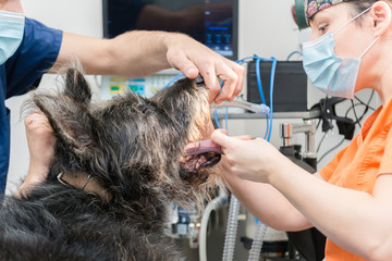 Female vet in the operating room checks a dog's mouth while her assistant holds its head.