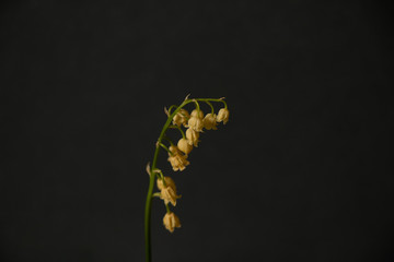 wilted lily of the valley flower on a black background