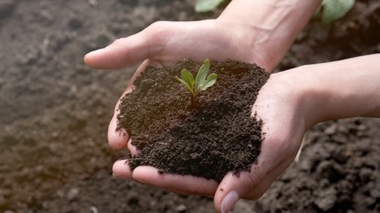 Close-up young sprout in female hands of farmer. New  life.