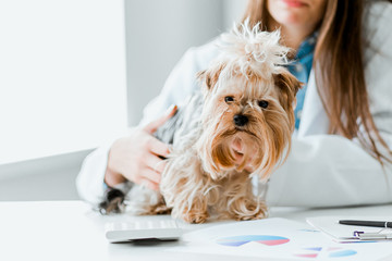 Veterinarian doctor and a york terrier at vet clinic.