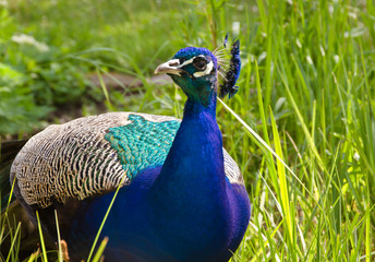 Obraz premium A blue and green iridescend, chatoyand peacock with beautiful feathers and peacock eyes