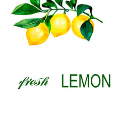 Watercolor illustration of citrus. Lemons on a branch. For design postcard