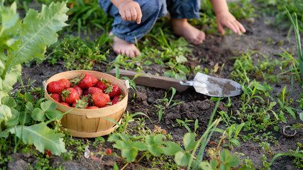 Fototapeta premium Child picking strawberries. Healthy food for children. Kids pick fresh fruit on organic strawberry farm. harvest in garden, a bucket of strawberries, juicy strawberries. Little farmer