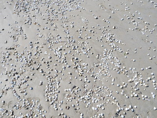 The sand and some shells at low tide. On the beach of la Baule, France, may 2020.