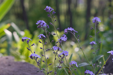 Sunny spring meadow with blue forget-me-nots.