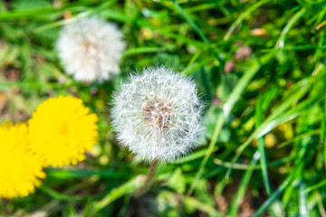 dandelion on a green meadow