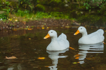 ducks on the water