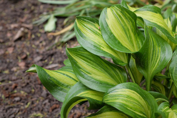 Hosta hybr. (Geisha), 2020
