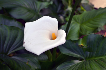 Fototapeta na wymiar white flower of milk glass