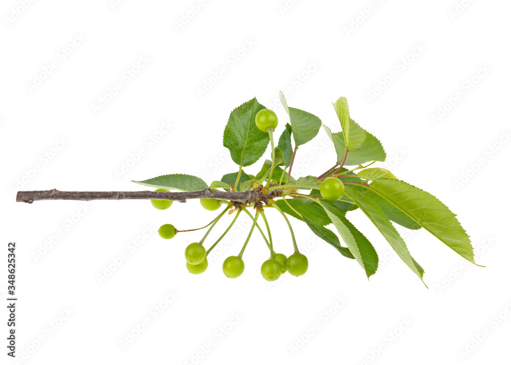 Wall mural sweet cherry branch with leaves large and small on a white background, isolated.