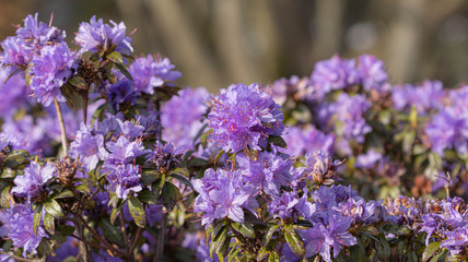 Naklejka premium Lila Rhododendron im Frühjahr im Park