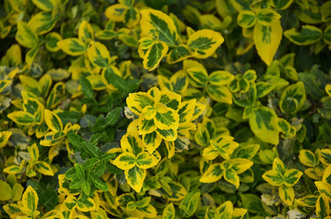 Żółto zielona roślina w ogrodzie oświetlona słońcem