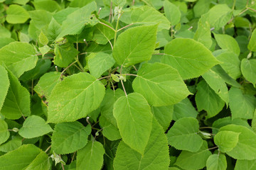 Hydrangea arborescens, 2020