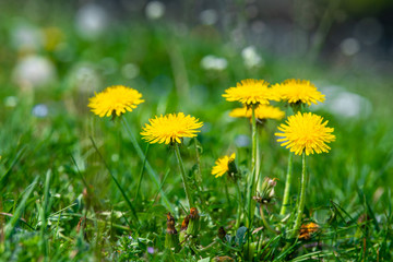 dandelion on a green meadow