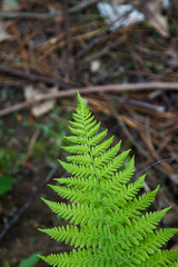 Fresh green fern leaf in the forest,top view